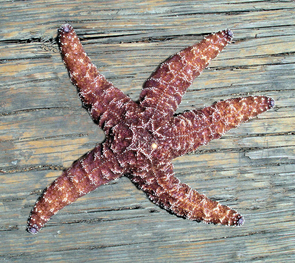 Ochre Starfish | Mexican Marine Life.org